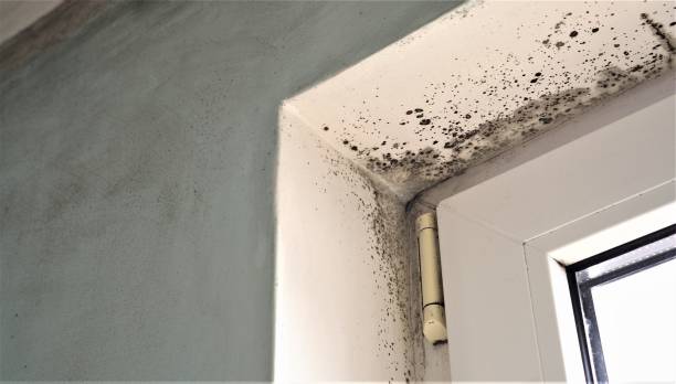 Best Mold Damage Restoration  in Bagley, MN